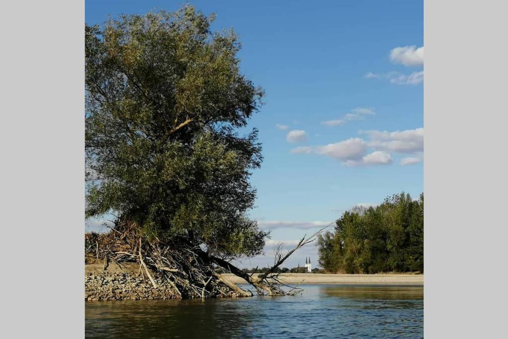 فيلا Danube Fairy Futog المظهر الخارجي الصورة